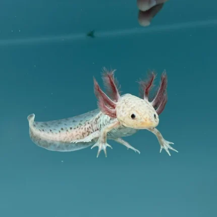 Axanthic Copper Axolotl