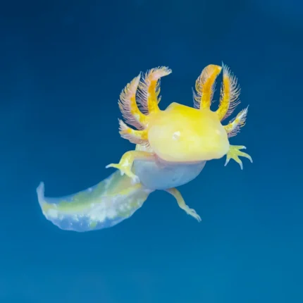 Golden Albino Axolotl